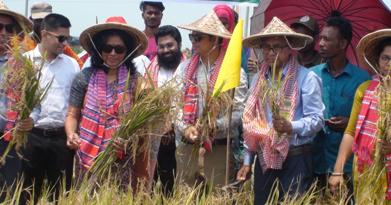 কাউয়াদিঘি হাওরে কৃষকদের নিয়ে ধান কর্তন করলেন জেলা প্রশাসক উর্মি বিনতে সালাম 