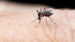 2023August/SM/dengue-banglades-20230814184613-1-20230814215202.jpg