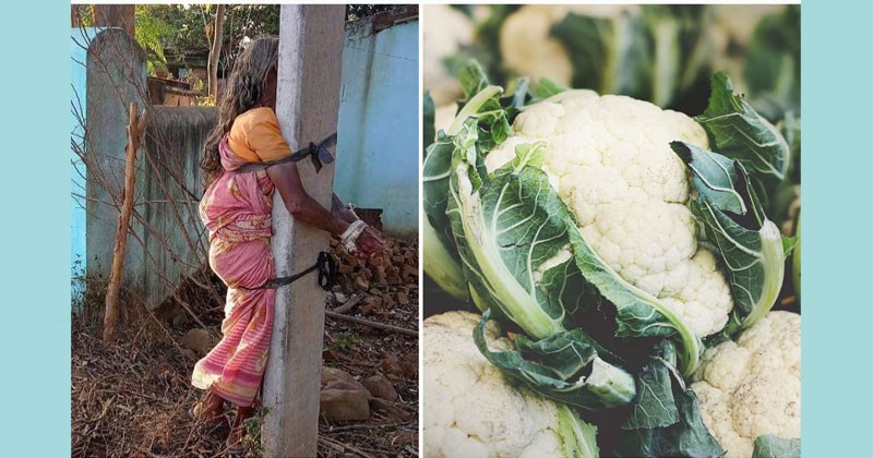 বৃদ্ধ মাকে খুঁটিতে বেঁধে রাখল ছেলে 