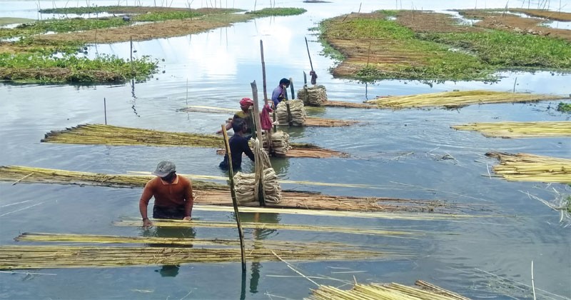 গোয়ালন্দে পাটের আঁশ ছাড়াতে ব্যস্ত কৃষক 