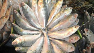 2023July/SM/hilsa-14-4-2017.-20230704125907.jpg