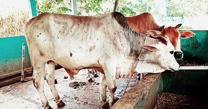 ঈশ্বরগঞ্জে লাম্পি স্কিনে মরছে গরু, দিশেহারা খামারীরা 