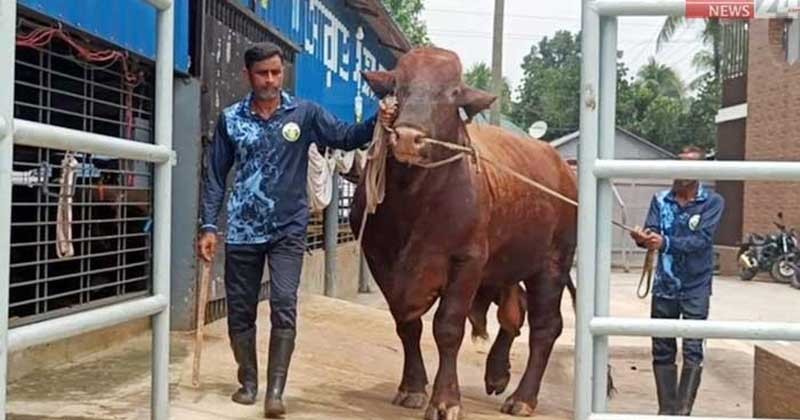 শত শত ট্রাকে গরু ভর্তি করে বাড়ি ফিরছেন ব্যাপারীরা 