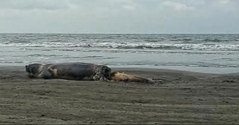 কুয়াকাটা সৈকতে শুশক প্রজাতির মৃত ডলফিন 