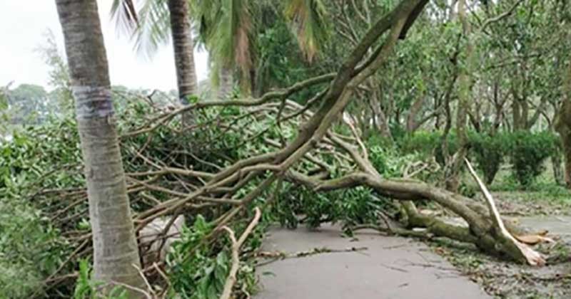 আম পাড়তে গিয়ে ডাল ভেঙে দারোয়ানের মৃত্যু 