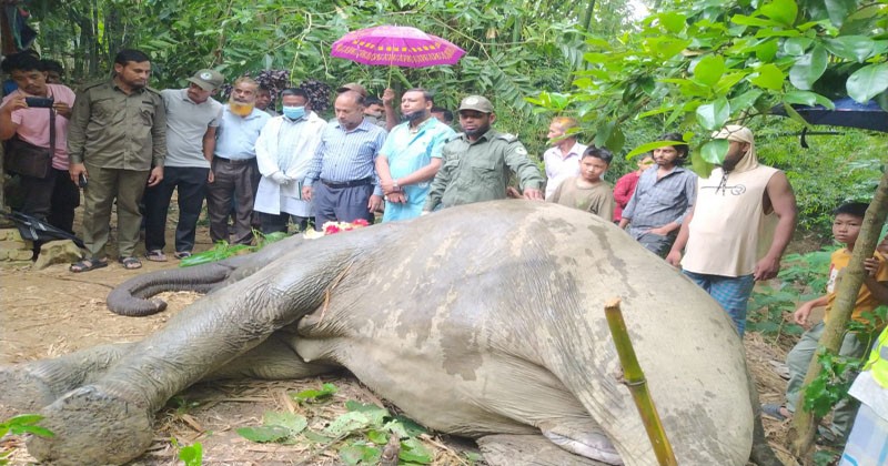 কাপ্তাই পাল্পউড বাগানে বন্যহাতির মৃত্যু 