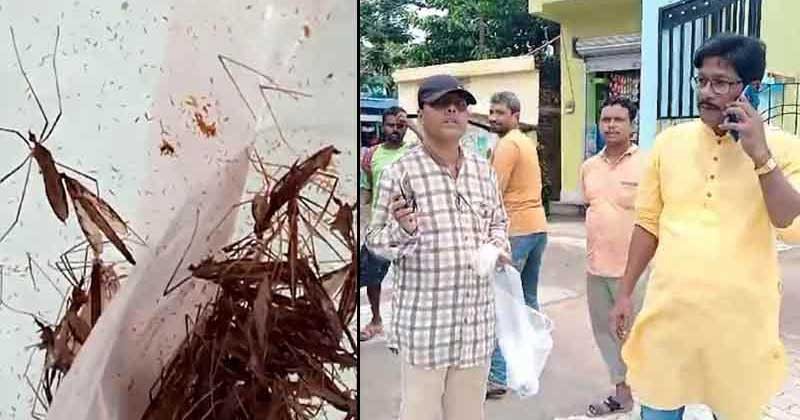 ডেঙ্গুর আতঙ্ক, ব্যাগ ভরতি মশা নিয়ে হাসপাতালে হাজির ব্যক্তি! 