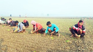 ফরিদপুরে ৯ উপজেলায় মুড়িকাটা ও হালি পেঁয়াজ রোপণের উৎসব চলছে : স্বপ্ন বুনছেন চাষিরা