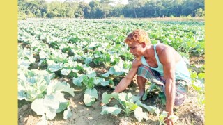 কিশোরগঞ্জের কৃষকরা শীতকালীন সবজি চাষ ও পরিচর্চায় ব্যস্ত