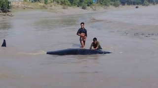 হাতিয়ার মেঘনায় দেখা মিলল বিশাল আকৃতির তিমি মাছ