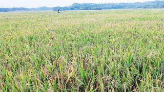 দৌলতখানে আমনের বাম্পার ফলনে কৃষকের মুখে হাসি