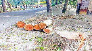 কুমারখালীতে রাতের আঁধারে সড়কের অর্ধশতাধিক গাছ কর্তন