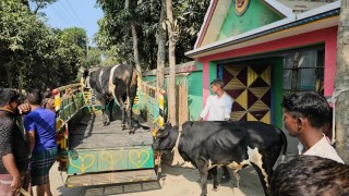 গোয়ালন্দে চুরির সন্দেহে  ব্যবসায়ীর ১০টি গরু থানায়!