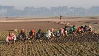 হরিরামপুরে লোকসানের শঙ্কা নিয়েই পেঁয়াজ আবাদ শুরু