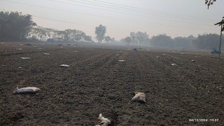 মুরগির বিষ্ঠায় উত্তরে আলু চাষ,বাড়ছে স্বাস্থ্য ঝুঁকি