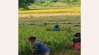 সীমান্তাঞ্চলে আমনের ভালো ফলনেও দামে খুশি নন চাষি