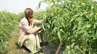 কুষ্টিয়ায় বিষমুক্ত সবজি চাষে আগ্রহ বাড়ছে কৃষকদের