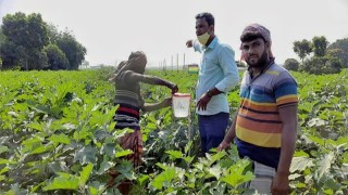 আটঘরিয়ায় রাসায়নিকের পরিবর্তে জৈব প্রযুক্তির ব্যবহারে সফল কৃষকেরা