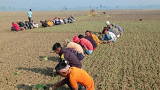 আলফাডাঙ্গায় চলছে হালি পেঁয়াজ লাগানোর মহোৎসব, শ্রমিকের অভাবে বাড়ছে চাষির খরচ