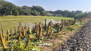 কৃষকের ৫০০ কলাগাছ কেটে দিল যুবলীগ কর্মীরা