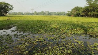 হাজীগঞ্জে ৩৫ একর কৃষি জমিতে পানিবদ্ধতা