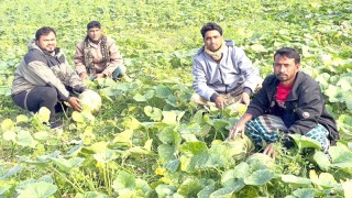 গোয়ালন্দে মিষ্টি কুমড়া চাষে আগ্রহ বেড়েছে