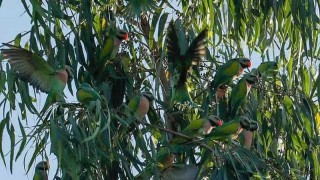 কিসের টানে রাঙ্গুনিয়ায় আসে শত শত টিয়া পাখি