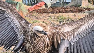 কুড়িগ্রামে দেখা মিলেছে বিপন্ন প্রজাতির শকুনের