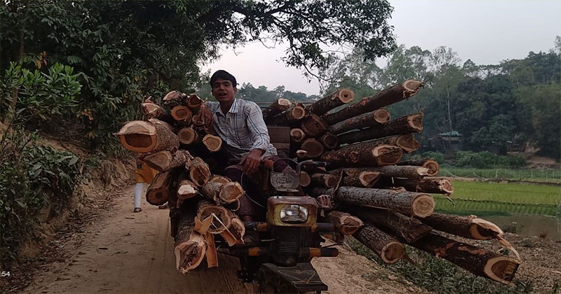 পেকুয়ায় সংরক্ষিত বনের গাছসহ আটক -১ 