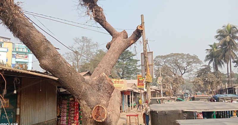 সড়কের গাছ কেটে নেওয়ার অভিযোগ 