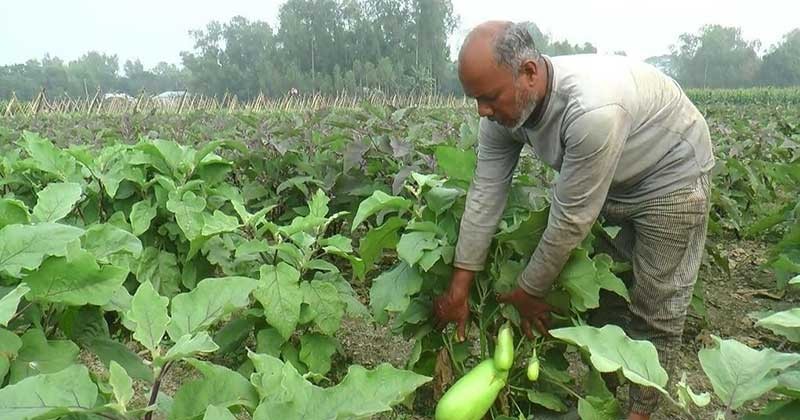 টাঙ্গাইলের নিরাপদ সবজি বিদেশে রফতানির উদ্যোগ 