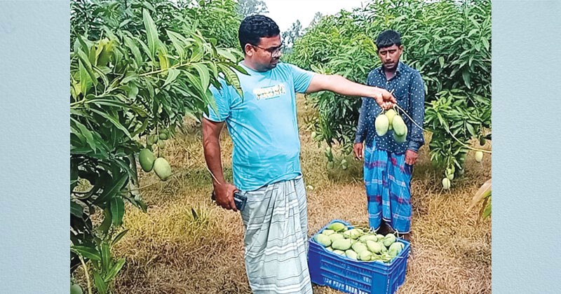 সাপাহারে গোল্ডেন আম্রপালি আম চাষে সফল আনোয়ার 