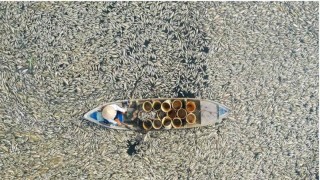 তীব্র তাপদাহে মরে ভেসে উঠল ২০০ মেট্রিক মাছ