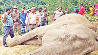 শেরপুরে তারে জড়িয়ে বন্য হাতির মৃত্যু