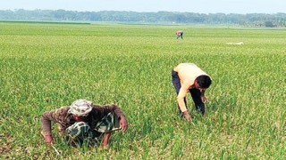 কুষ্টিয়ায় লক্ষ্যমাত্রার বেশি জমিতে পেঁয়াজের আবাদ