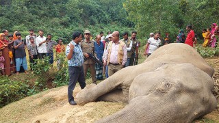 শেরপুরে বৈদ‌্যুতিক তা‌রে জ‌ড়ি‌য়ে বন‌্য হা‌তির মৃত‌্যু