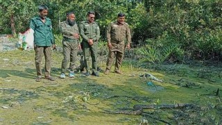 খুলনার কয়রায় ৭ফুট লম্বা অজগর উদ্ধার, সুন্দরবনে অবমুক্ত