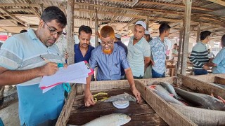 চাঁদপুরে ডিম ছাড়ার পর ইলিশের গবেষণা