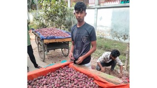 বগুড়ায় ২০ টাকায় পঁচা পেয়াজ কিনে ৮০ টাকায় বিক্রি, কেজিতে লাভ ৬০ টাকা