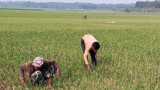 পেঁয়াজের পরিচর্যায় ব্যস্ত কুষ্টিয়ার কৃষকরা