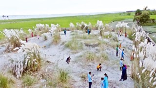 উপকূলীয় জনপদে শোভা পাচ্ছে কাশফুলের শুভ্রতা