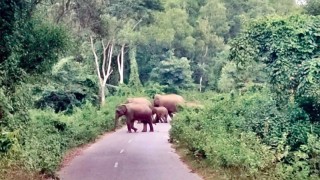 গারো পাহাড় সীমান্তাঞ্চলজুড়ে বন্যহাতি-মানুষের দ্বন্দ্ব শেষ হবে কবে ?