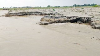 হরিরামপুরে ৫ হাজার শতক ফসলি জমি পদ্মায় বিলীন