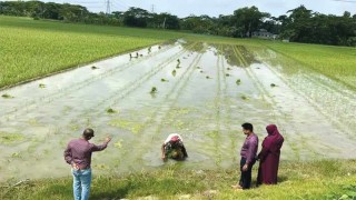 কলাপাড়ায় আমন ধানের স্বপ্ন