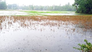 ভয়াবহ বন্যায় কৃষি মৎস্য ও প্রাণিসম্পদের সর্বনাশ