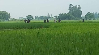 ফের সীমান্তে কাঁটাতারের বেড়া নির্মাণ করছিল বিএসএফ, বাধা বিজিবির