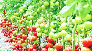 শেরপুরে স্মার্ট পদ্ধতিতে মিশ্র সবজি চাষে সাফল্য