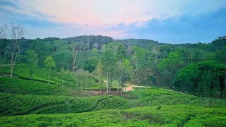 চা মৌসুমের শেষ নিলামে বিক্রি হয়েছে আড়াই কোটি টাকার চা