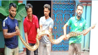 লোকালয়ে অজগর!