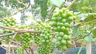 আঙ্গুর চাষে মুজিবনগরে এক দম্পতির সাফল্য